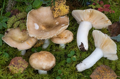 Russula fulvograminea