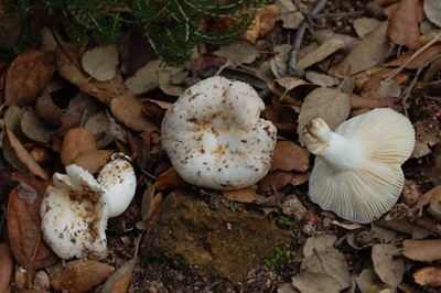 Russula galochroides