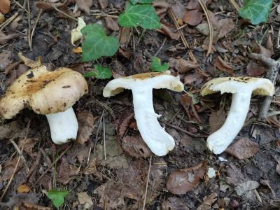 Russula grata