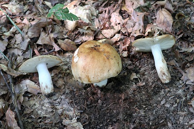 russula-grata1