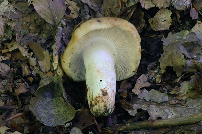 russula-grata3