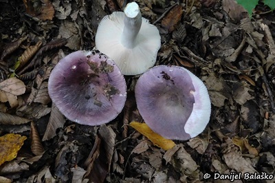 Russula grisea