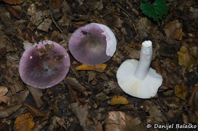 russula-grisea1
