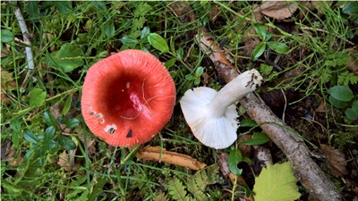 Russula grisescens