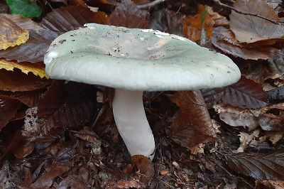 russula-heterophylla2