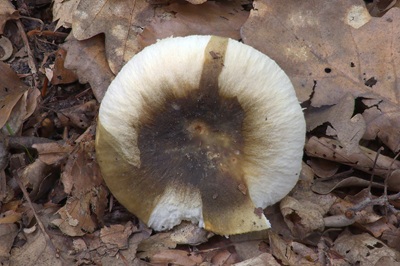 russula-heterophylla4