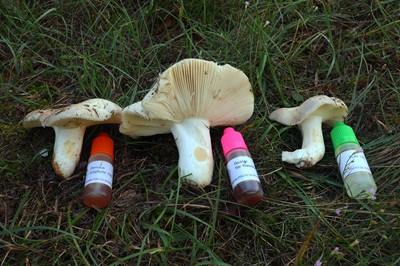 russula-ilicis2