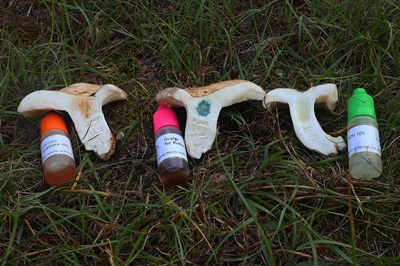 russula-ilicis3