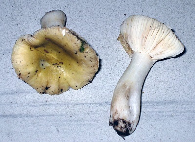 Russula innocua