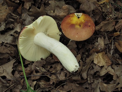 Russula intermedia