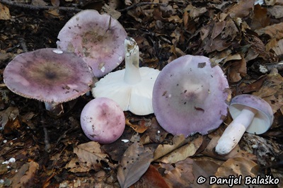 Russula ionochlora