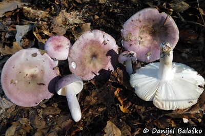 russula-ionochlora1