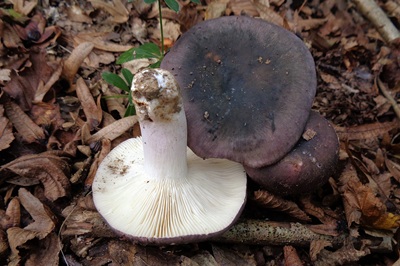 Russula langei