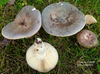 Russula medullata
