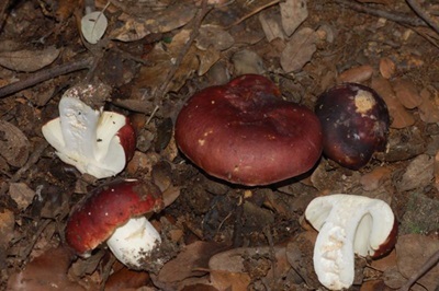 Russula melliolens