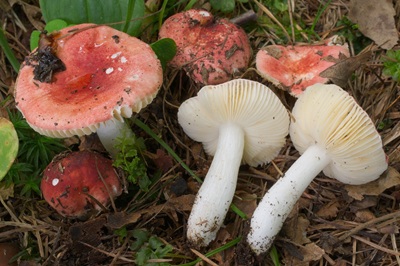 Russula melzeri