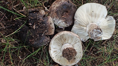 Russula nigrifacta