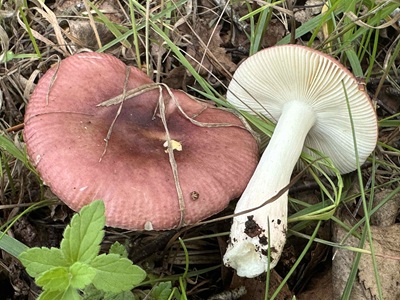 Russula nitida