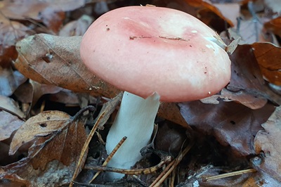 Russula nobilis