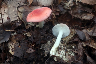 russula-nobilis3