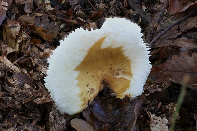 russula-ochroleuca1