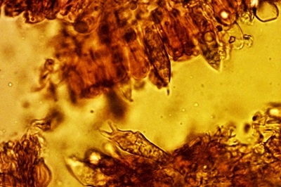 russula-ochroleuca11