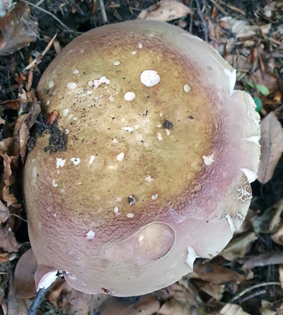russula-olivacea1