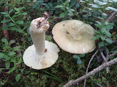 Russula olivascens