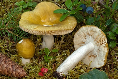 Russula olivina