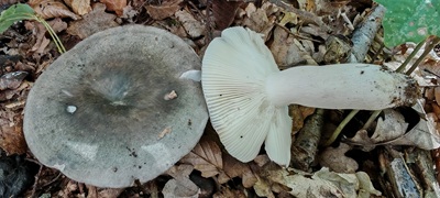 russula-parazurea1