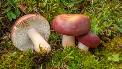 Russula pascua