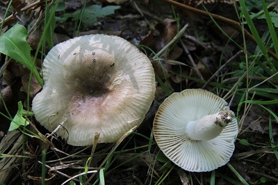 Russula pectinata