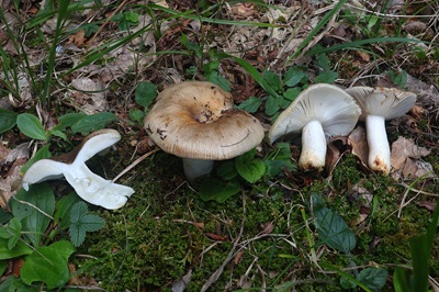 Russula pectinata