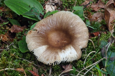 russula-pectinata1