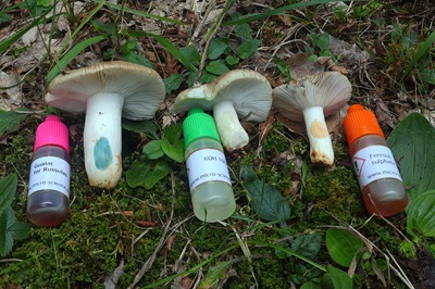russula-pectinata2