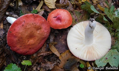 russula-pseudointegra1