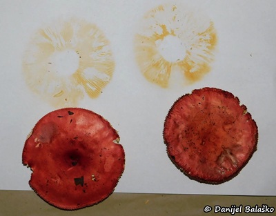 russula-pseudointegra2