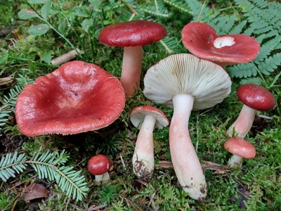 Russula renidens
