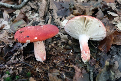 russula-rosea1
