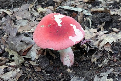 russula-rosea2