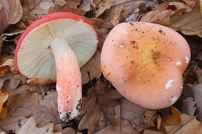 russula-rosea3