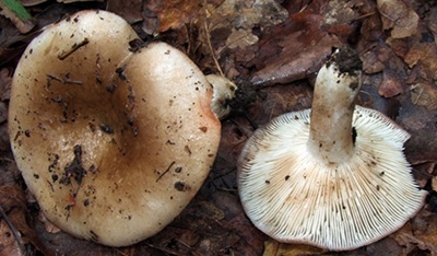 Russula roseonigra