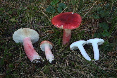 Russula sanguinea