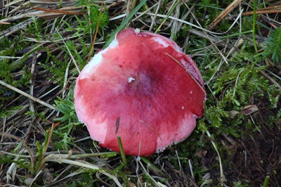 russula-sanguinea1