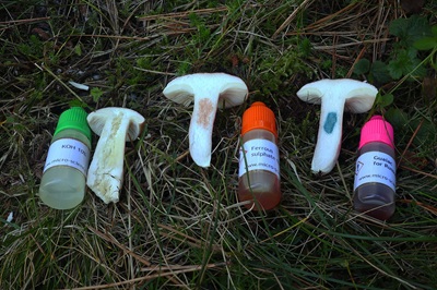 russula-sanguinea2