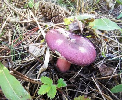 Russula sardonia