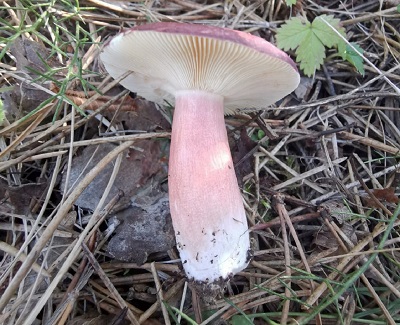 russula-sardonia1