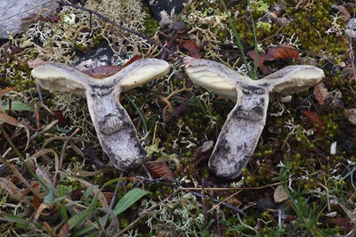 russula-seperina2