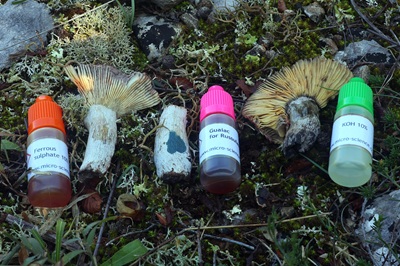 russula-seperina4