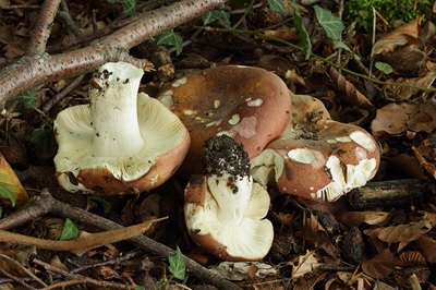 Russula sericatula
